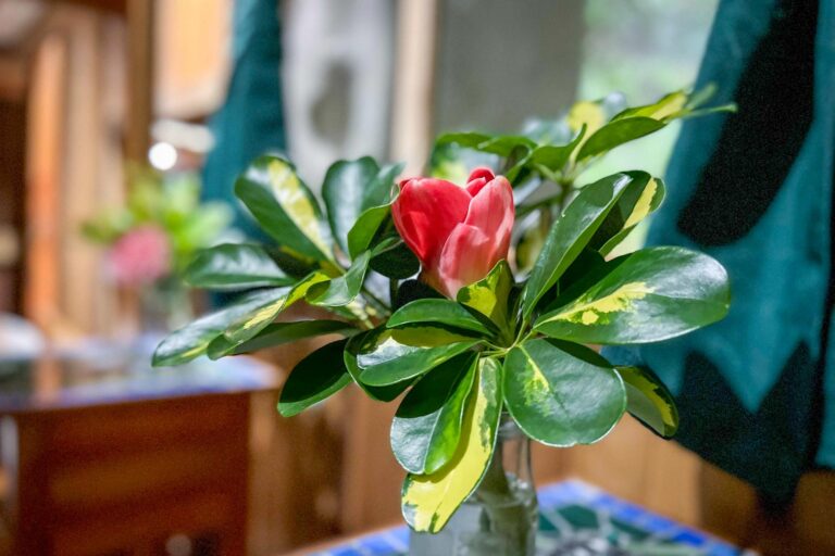 The Mariposa (butterfly) cabin at Bella Vida Retreats, Wed., July 13, 2022, by Ed Medina.